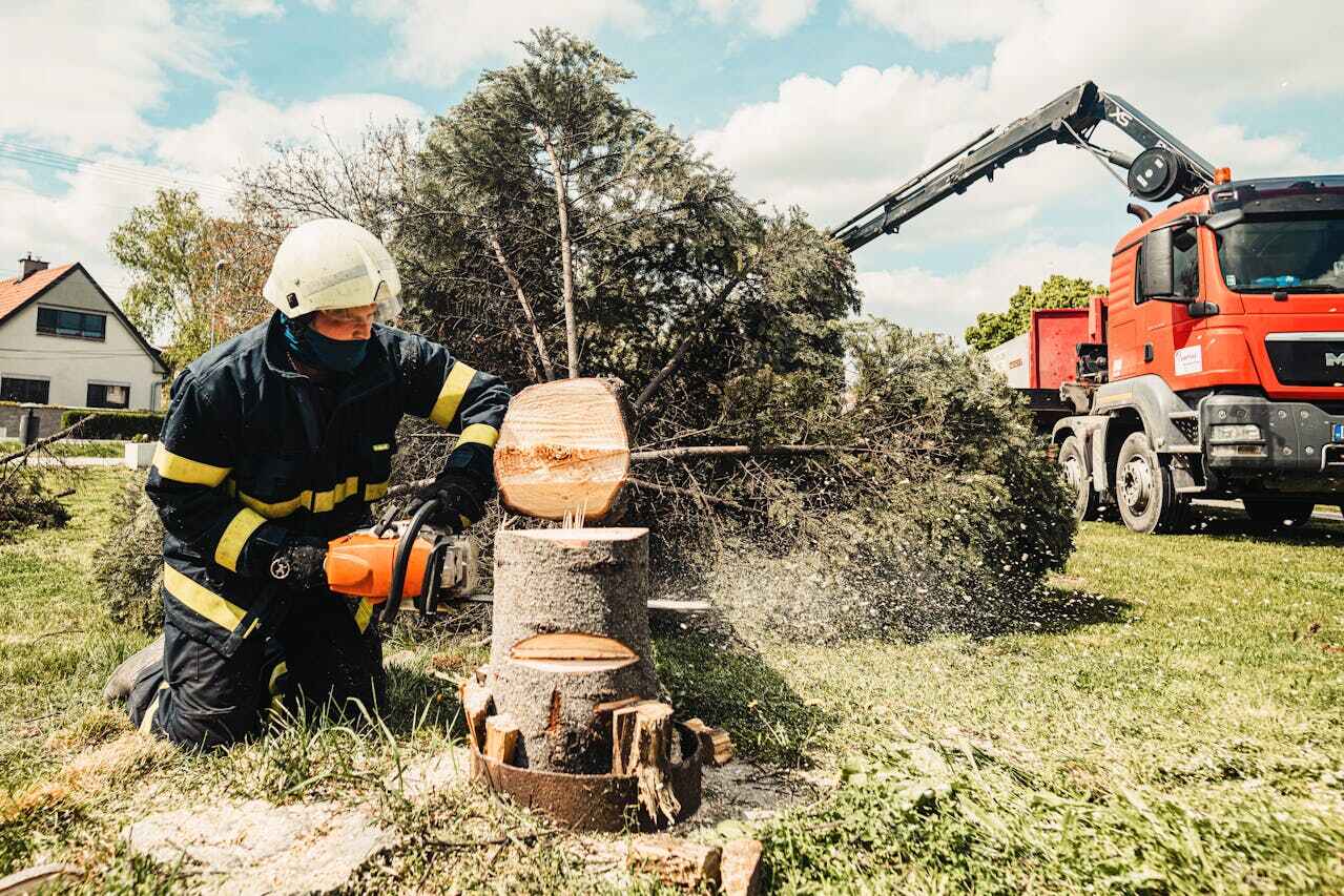 Best Residential Tree Removal  in Red Lake, MN